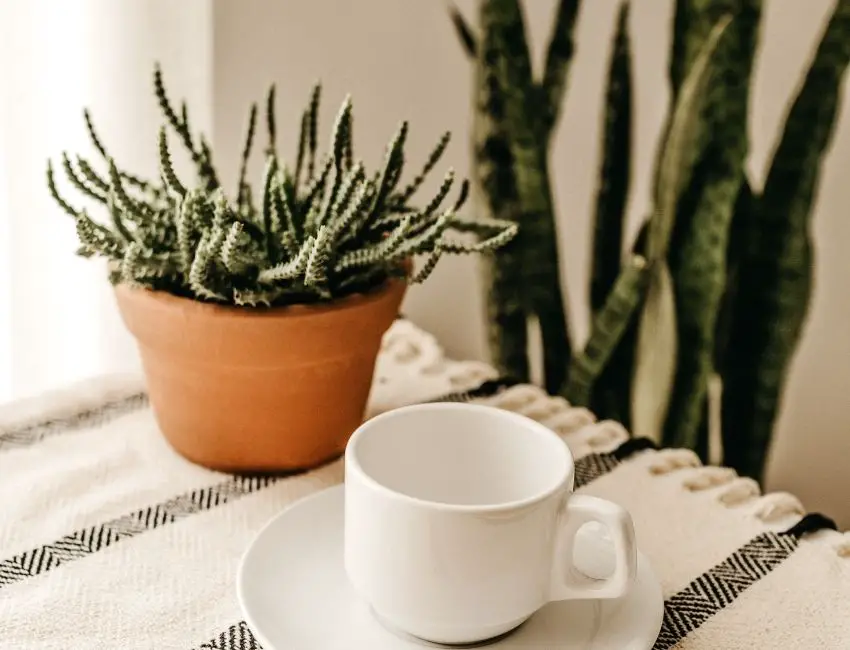 Do Plant Pots Need Saucers