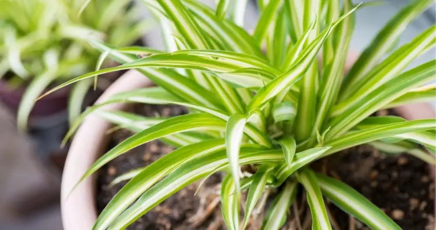 How Long Do Spider Plants Live