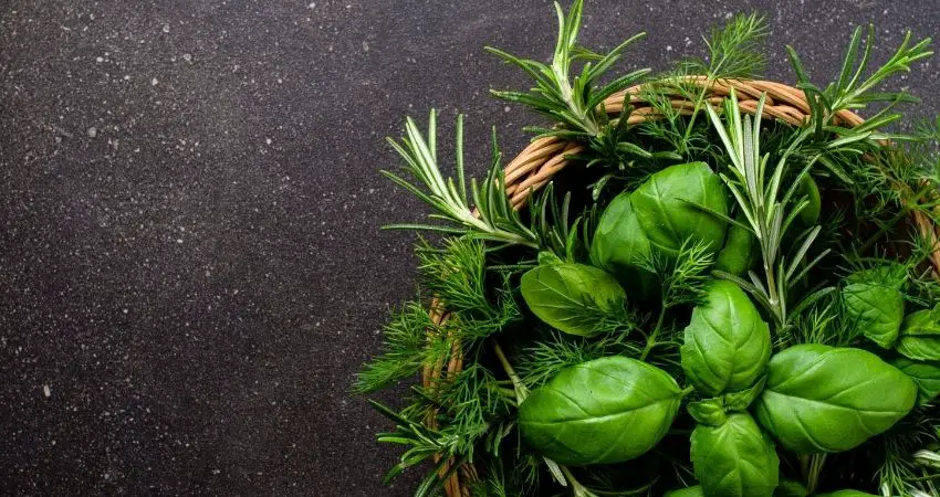 How To Store Fresh Herbs Long Term