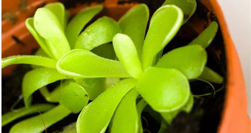 The Ultimate Care Guide for the Pinguicula Plant