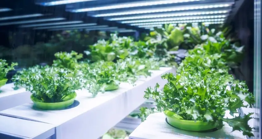 Unique Indoor Plant Stands For Multiple Plants