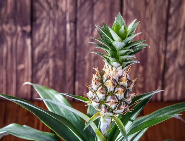 Indoor Pineapple Plant Care Ananas Comosus My Garden Plant