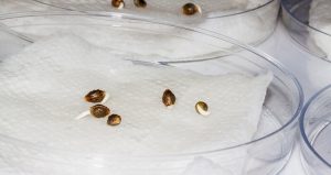 Germinating Seeds On Paper Towels