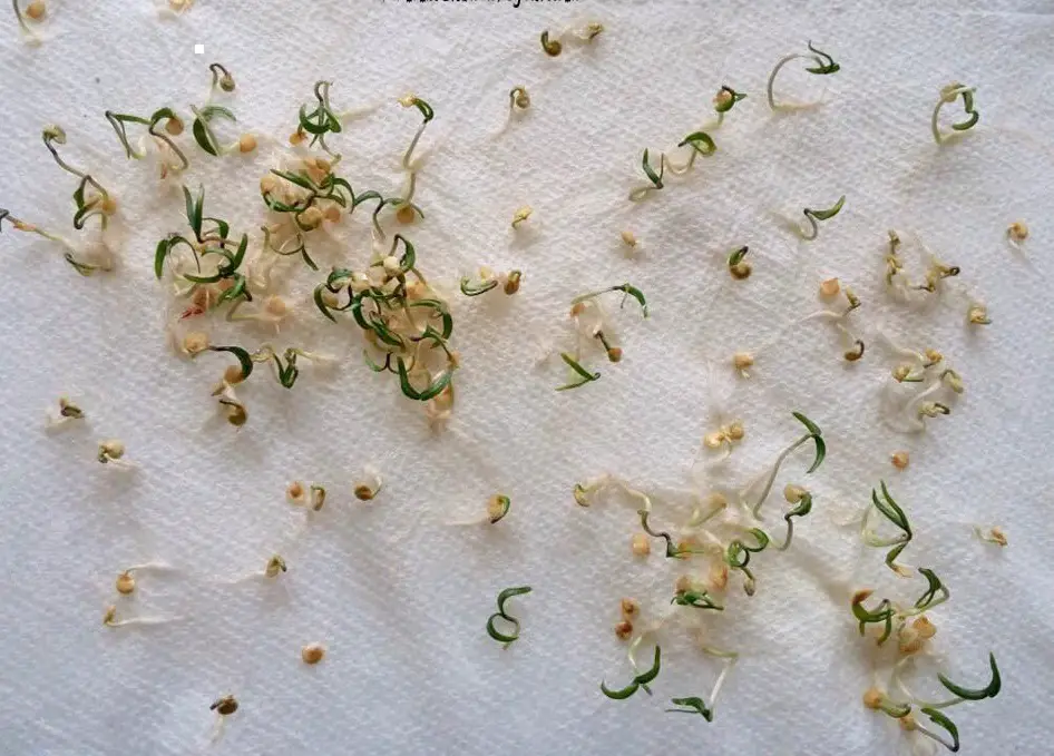 Germinating Seeds On Paper Towels