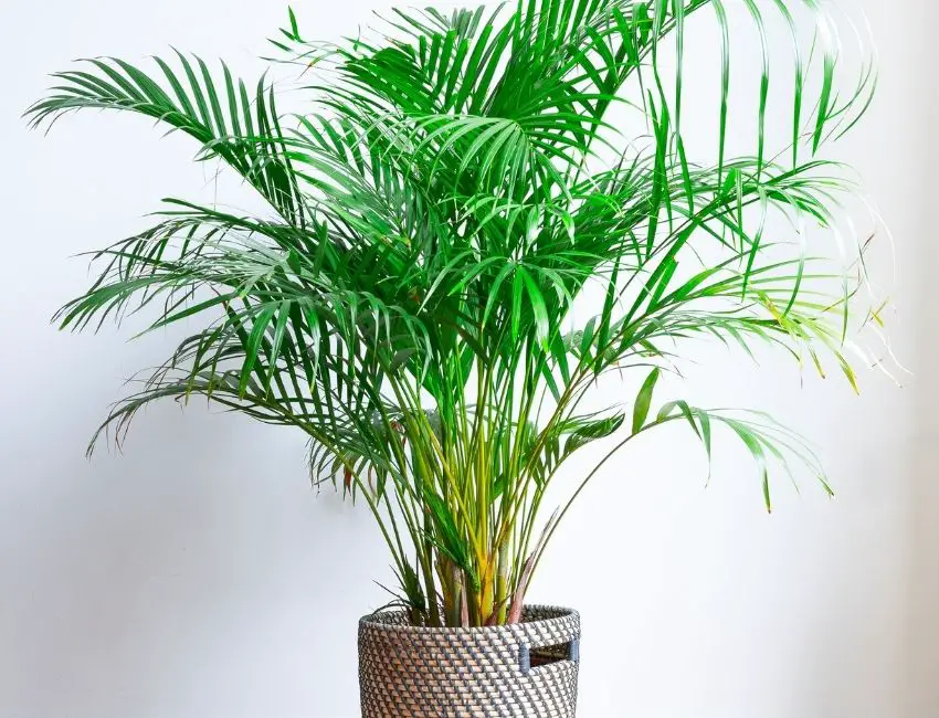 How Fast Do Areca Palms Grow? My Garden Plant