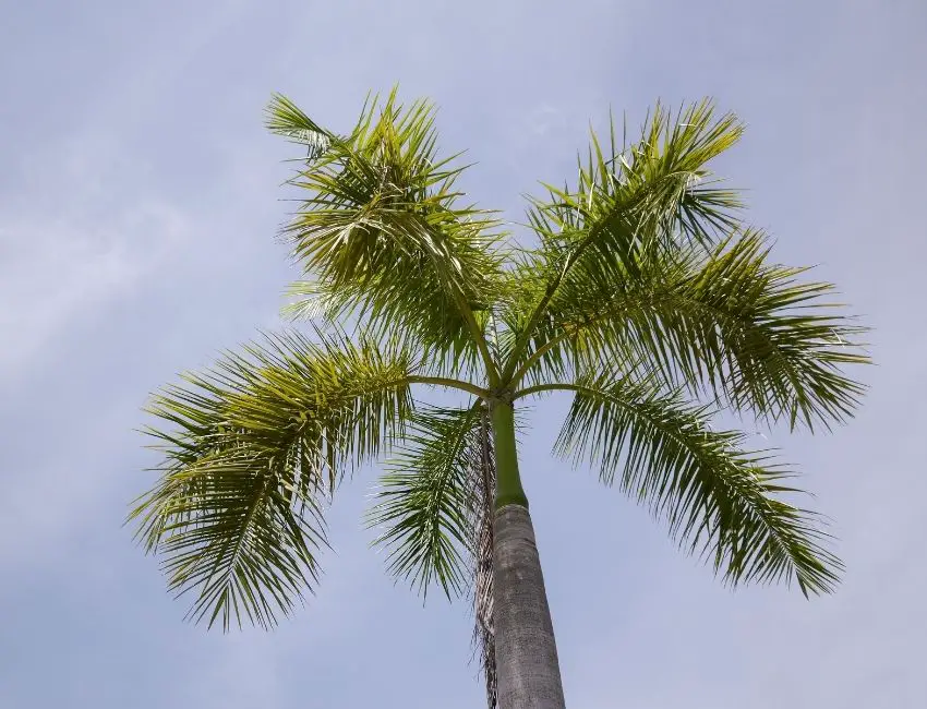 How Fast Do Areca Palms Grow Outdoors