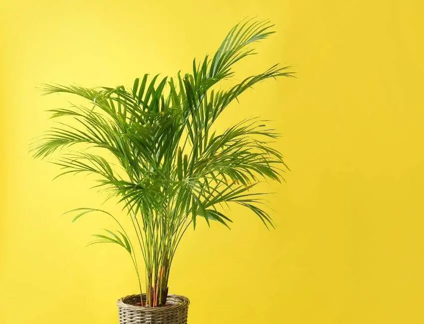 how many plants per square foot indoors
