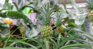 Indoor Pineapple Plant Care