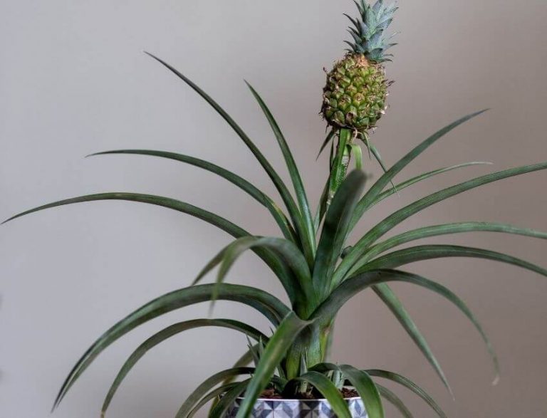 Indoor Pineapple Plant Care Ananas Comosus My Garden Plant