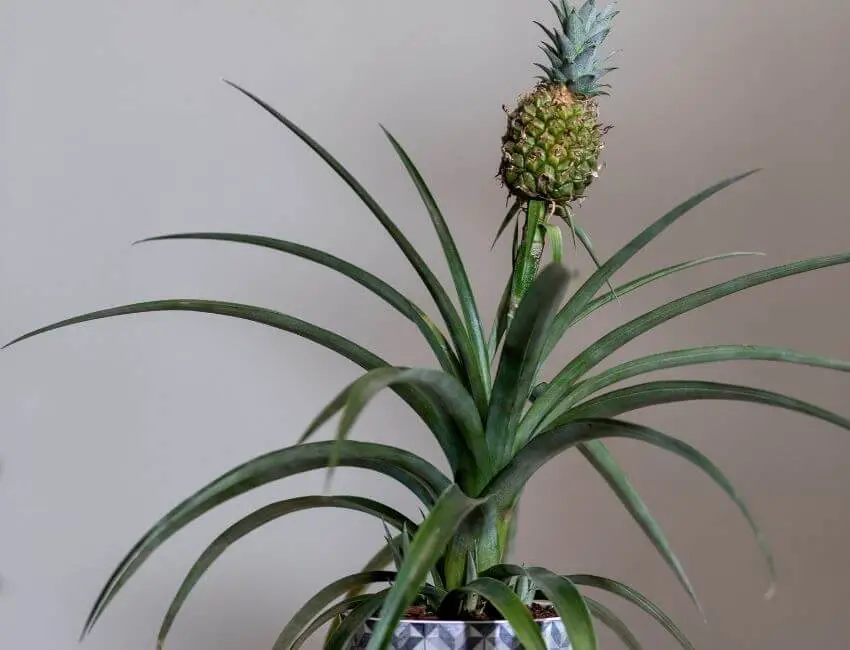 Pineapple Growing Tips