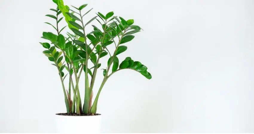Slow Growing Indoor Plants