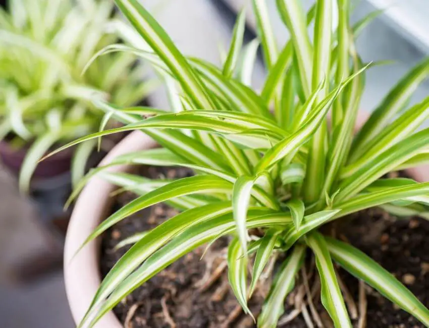 Spider plant how many plants per square foot indoors
