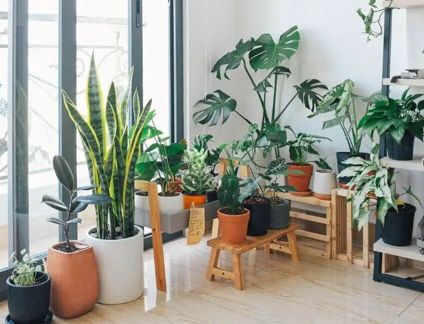 Types of indoor plants