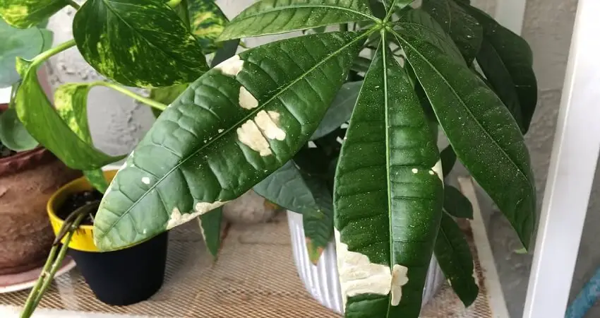 Why Are My Money Tree Leaves Turning White