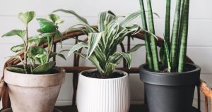 Air Purifying And Toxin Removing Indoor Plants