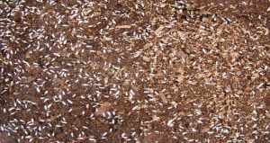 Fast Moving White Bugs In Your Soil