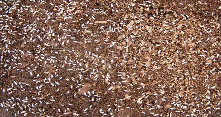 Tiny Bugs In Garden Soil Www Inf Inet Com   Fast Moving White Bugs In Your Soil 1 