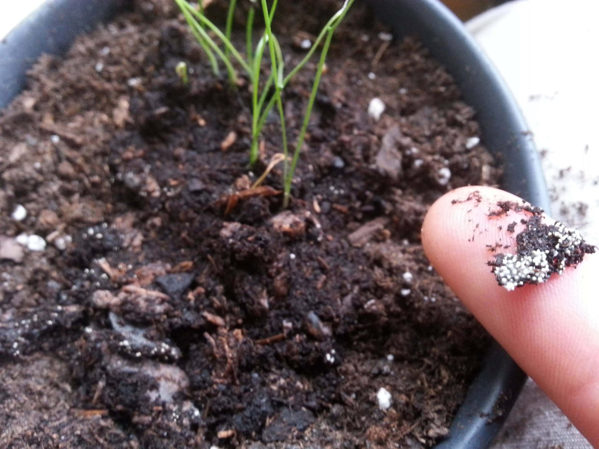 Tiny White Insects In House Plant Soil