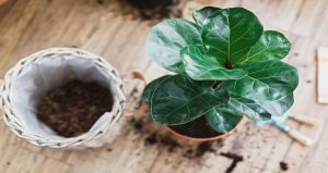 How To Care For A Ficus Lyrata