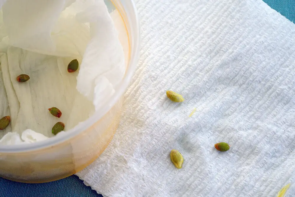How To Germinate Seeds Paper Towels