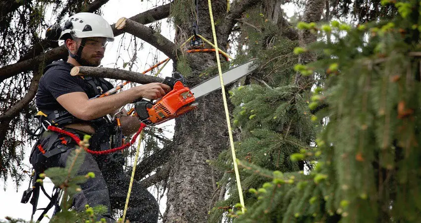 Cutting a tree limb
