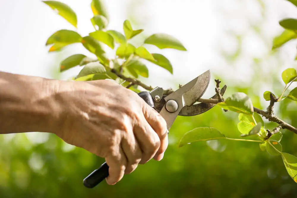 Hand pruners