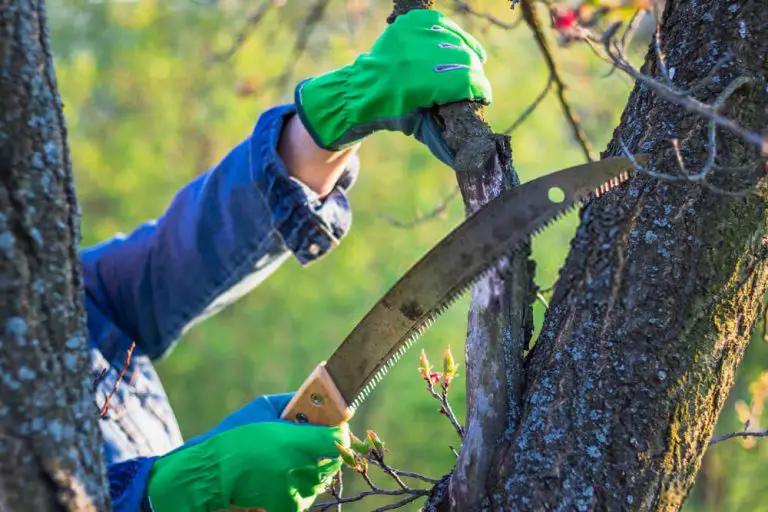 what-is-the-best-tool-to-cut-tree-branches-my-garden-plant