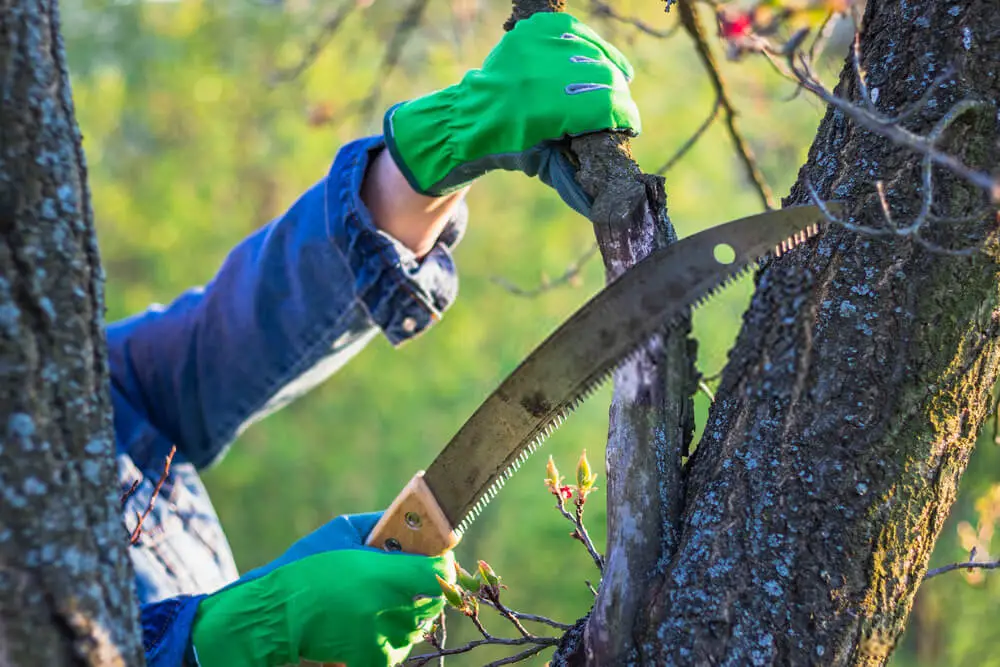 Hand saw