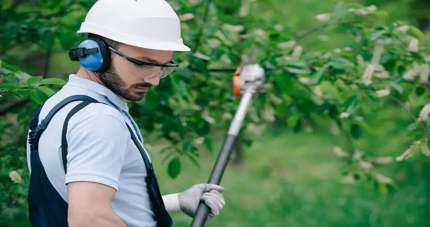 Trimming trees with pole saw