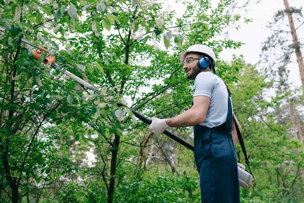 Trimming trees with pole tree pruner