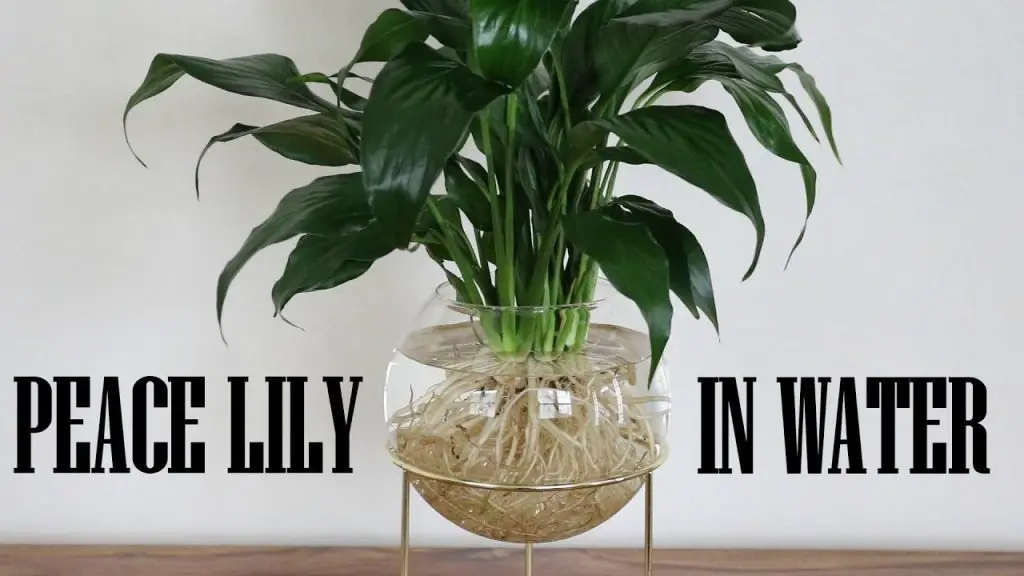 6-possible-reasons-why-your-peace-lily-s-leaves-are-turning-yellow-my