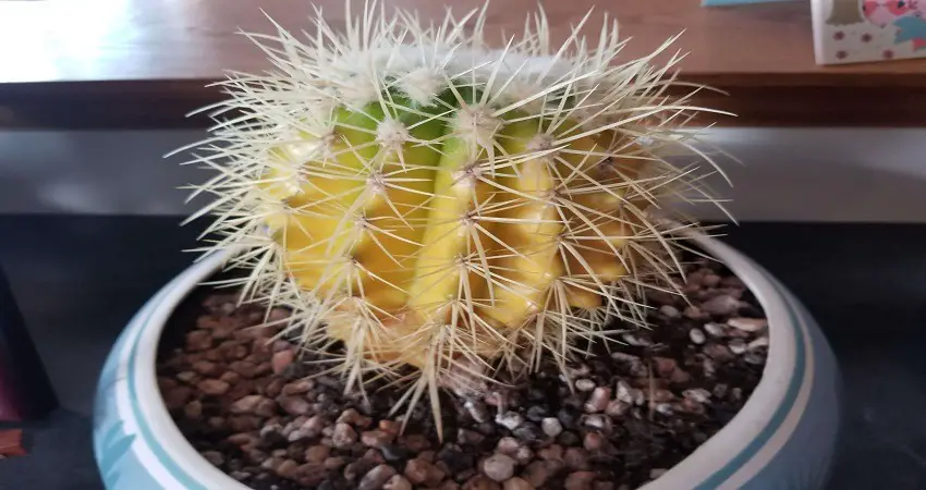 Cactus Is Turning Yellow