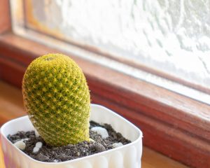 Why Is My Cactus Turning Yellow? Here Are Five Possible Reasons! - My ...