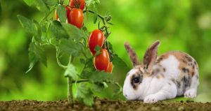Do Rabbits eat tomato plants