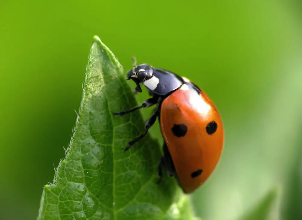 Go buy some ladybugs to get rid of aphids