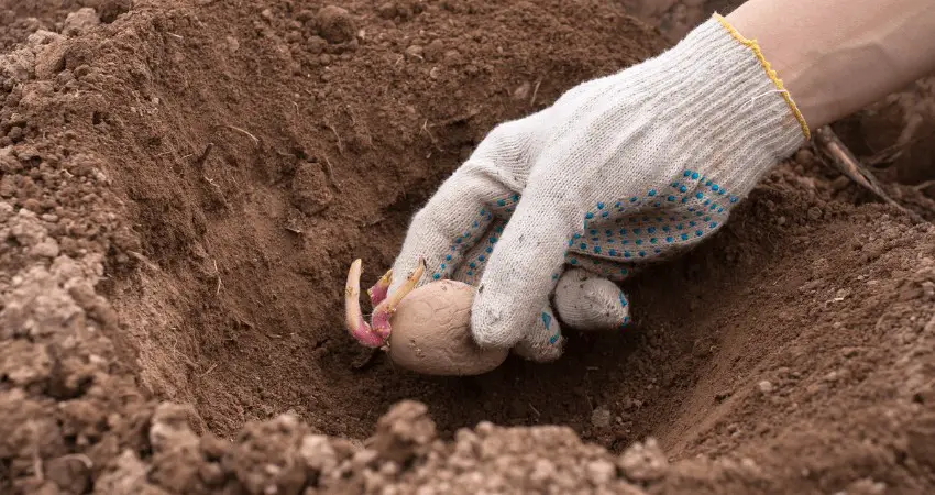 How Deep to Plant Potatoes