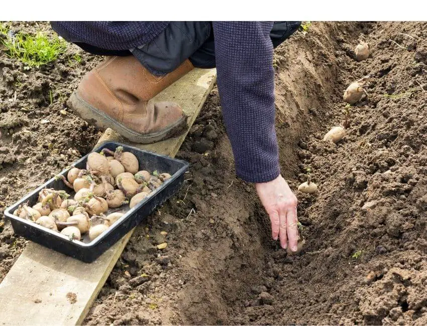 how deep do you plant potatoes in the ground