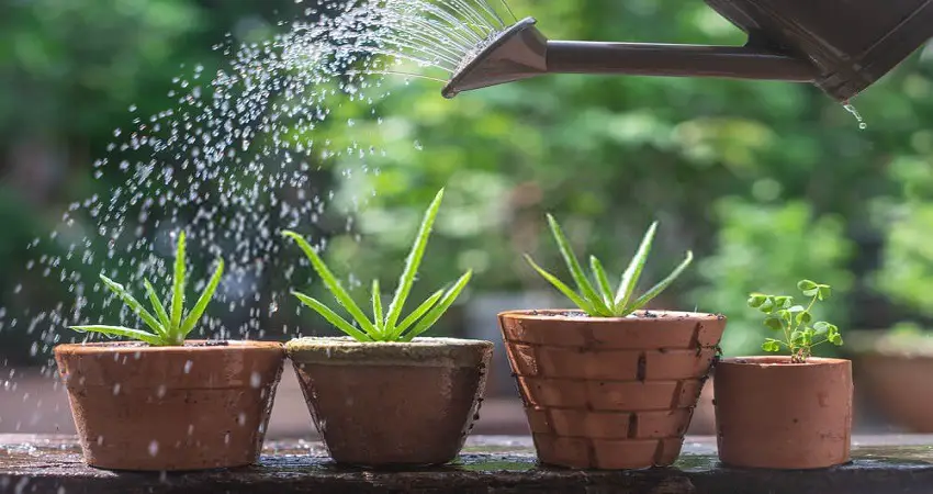 How Often Should You Water Aloe