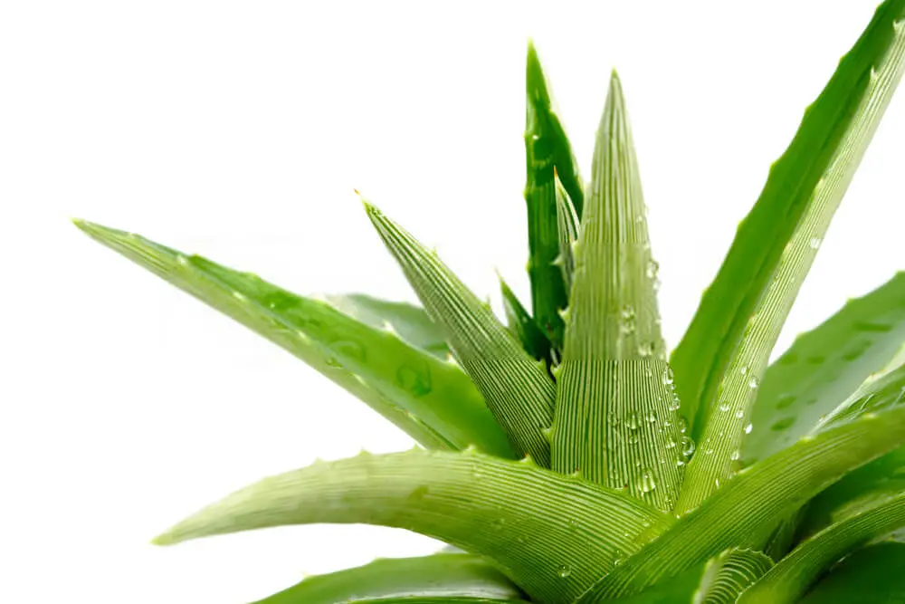 How Often Should You Water Aloe? How Do I Know if I’m Doing It Wrong ...