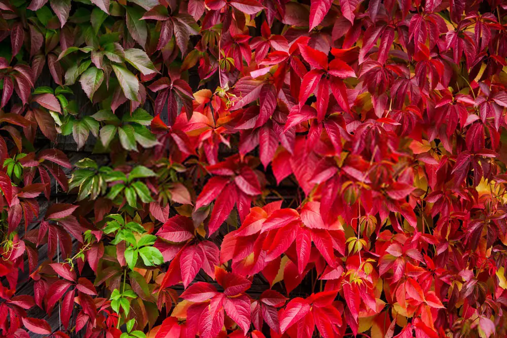 How to Get Rid Of That Pesky Virginia Creeper: Step by Step Guides - My