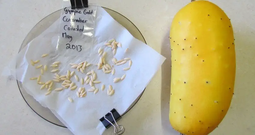 How to Save Cucumber Seeds