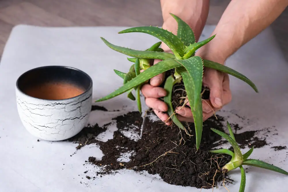 How often should i water my aloe plant Idea