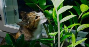 Indoor Plants Poisonous to Cats and Dogs