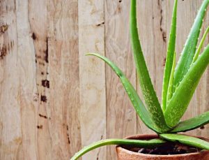 Indoor Plants Poisonous to Cats and Dogs