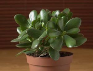 Jade plants are poisonous to cats and dogs