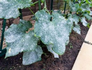 Powdery mildew (and other fungi)