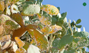 Pests turn cactus yellow