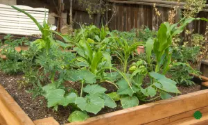 raised garden bed too wide