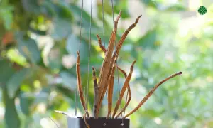 orchid dead leaf tips die back