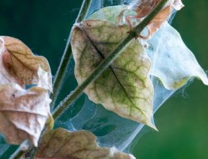 Spider mites